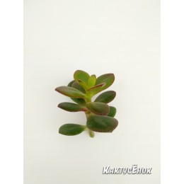 Черенок крассула овата, сорт Минор (Crassula ovata Minor, толстянка овальная миниатюрная)