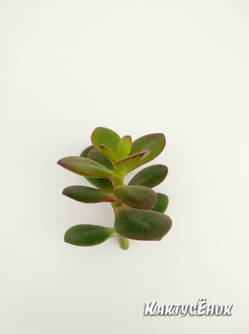 Крассула овата, сорт Минор (Crassula ovata Minor, толстянка овальная миниатюрная)