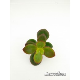 Черенок крассула овата, сорт Минор (Crassula ovata Minor, толстянка овальная миниатюрная)