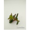 Черенок крассула овата, сорт Минор (Crassula ovata Minor, толстянка овальная миниатюрная)