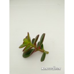 Черенок крассула овата, сорт Минор (Crassula ovata Minor, толстянка овальная миниатюрная)