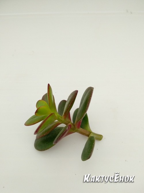 Крассула овата, сорт Минор (Crassula ovata Minor, толстянка овальная миниатюрная)