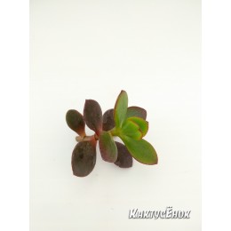 Черенок крассула овата, сорт Минор (Crassula ovata Minor, толстянка овальная миниатюрная)
