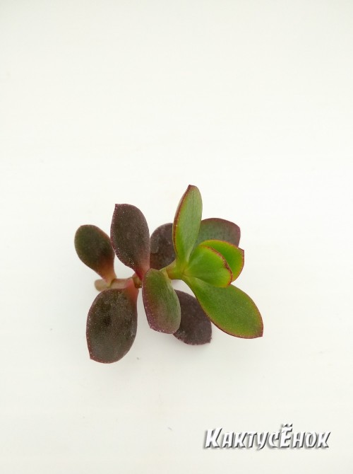 Крассула овата, сорт Минор (Crassula ovata Minor, толстянка овальная миниатюрная)