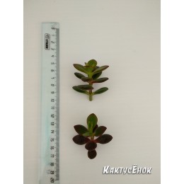 Черенок крассула овата, сорт Минор (Crassula ovata Minor, толстянка овальная миниатюрная)