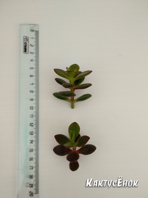 Крассула овата, сорт Минор (Crassula ovata Minor, толстянка овальная миниатюрная)