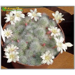 Айлостера белоцветковая (Aylostera albiflora, айлостера альбифлора)