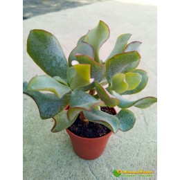 Черенок Крассула ундулатифолия (Crassula arborescens undulatifolia)