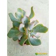 Крассула ундулатифолия (Crassula arborescens undulatifolia) 