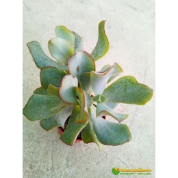 Черенок Крассула ундулатифолия (Crassula arborescens undulatifolia)