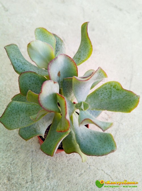 Крассула ундулатифолия (Crassula arborescens undulatifolia) 