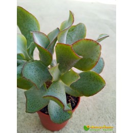 Черенок Крассула ундулатифолия (Crassula arborescens undulatifolia)