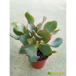 Черенок Крассула ундулатифолия (Crassula arborescens undulatifolia)