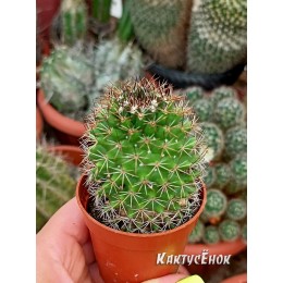 Маммиллярия Бакеберга (Mammillaria Bakebergiana)