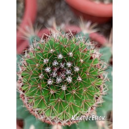 Маммиллярия Бакеберга (Mammillaria Bakebergiana)