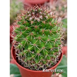 Маммиллярия Бакеберга (Mammillaria Bakebergiana)