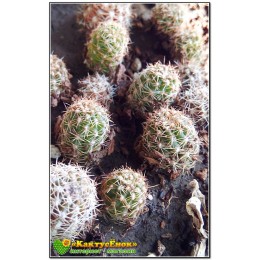 Хамеолобивия (Chamaelobivia). Желтый