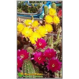 Хамеолобивия (Chamaelobivia). Желтый