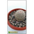 Эхиноцереус гребенчатый (Echinocereus pectinatus cumbres de Majalca)