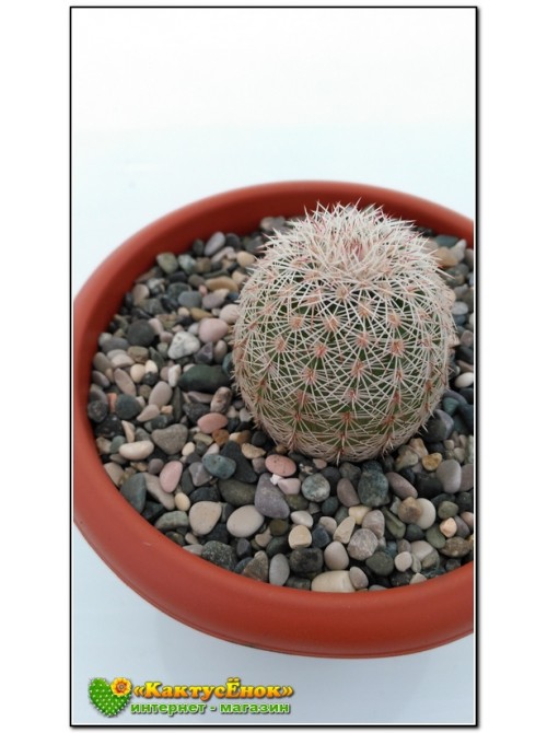 Эхиноцереус гребенчатый (Echinocereus pectinatus cumbres de Majalca)