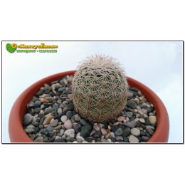 Эхиноцереус гребенчатый (Echinocereus pectinatus cumbres de Majalca)