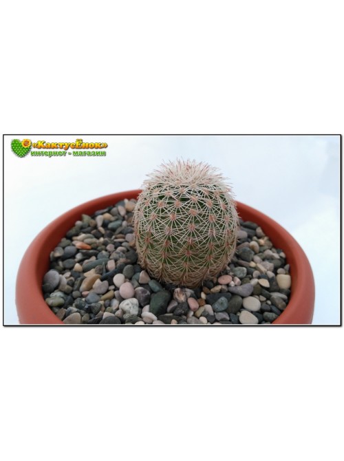 Эхиноцереус гребенчатый (Echinocereus pectinatus cumbres de Majalca)