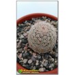 Эхиноцереус гребенчатый (Echinocereus pectinatus cumbres de Majalca)