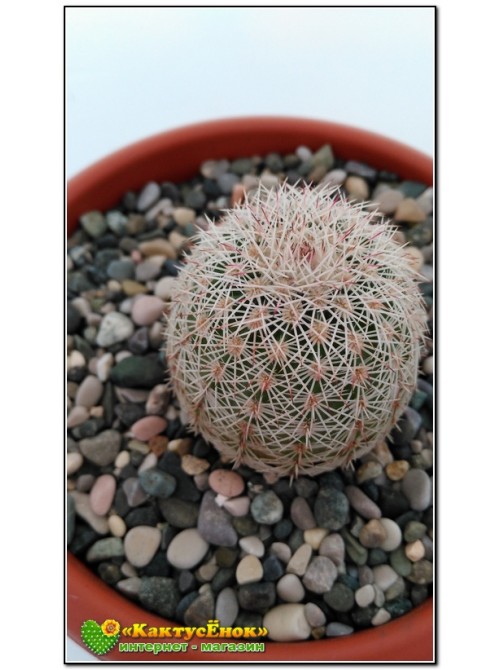 Эхиноцереус гребенчатый (Echinocereus pectinatus cumbres de Majalca)