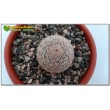 Эхиноцереус гребенчатый (Echinocereus pectinatus cumbres de Majalca)