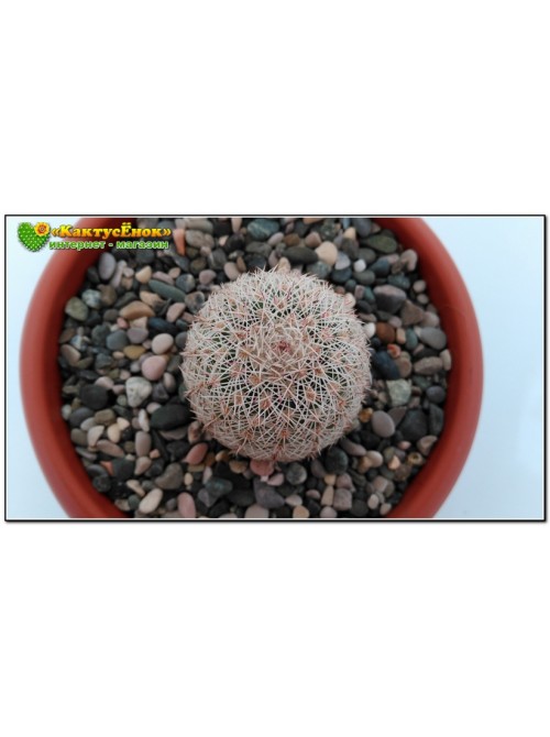 Эхиноцереус гребенчатый (Echinocereus pectinatus cumbres de Majalca)