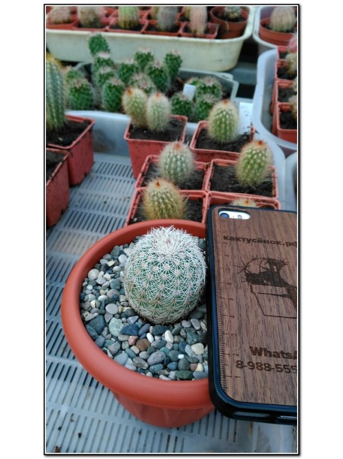 Эхиноцереус гребенчатый (Echinocereus pectinatus cumbres de Majalca)