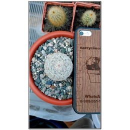 Эхиноцереус гребенчатый (Echinocereus pectinatus cumbres de Majalca)