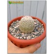 Эхиноцереус гребенчатый (Echinocereus pectinatus cumbres de Majalca)