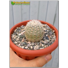Эхиноцереус гребенчатый (Echinocereus pectinatus cumbres de Majalca)