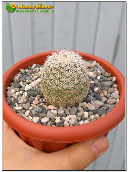 Эхиноцереус гребенчатый (Echinocereus pectinatus cumbres de Majalca)