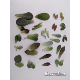 Набор 21 вид листовых черенков