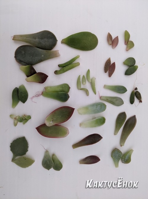 Набор 21 вид листовых черенков