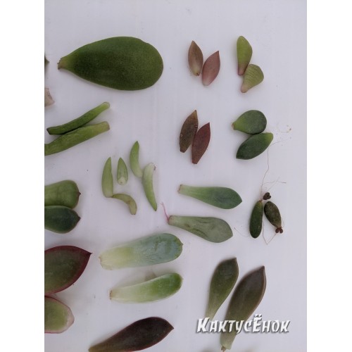 Набор 21 вид листовых черенков