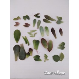 Набор 21 вид листовых черенков