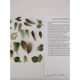 Набор 21 вид листовых черенков