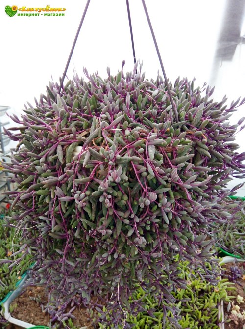 Черенок Оттона мясистая (othonna capensis 'ruby necklace')