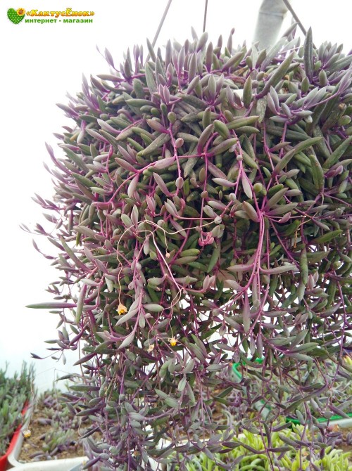 Черенок Оттона мясистая (othonna capensis 'ruby necklace')