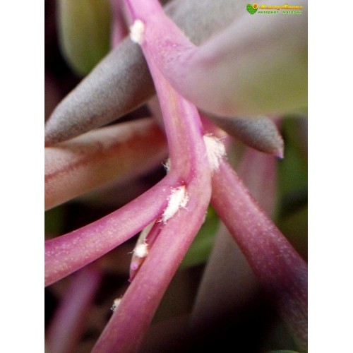 Черенок Оттона мясистая (othonna capensis 'ruby necklace')