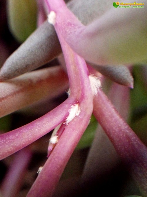 Черенок Оттона мясистая (othonna capensis 'ruby necklace')