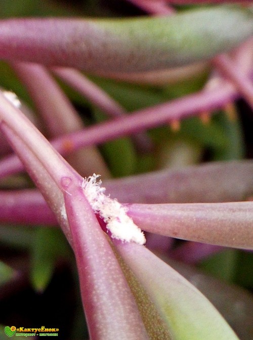 Черенок Оттона мясистая (othonna capensis 'ruby necklace')