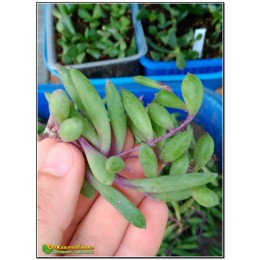 Черенок Оттона мясистая (othonna capensis 'ruby necklace')