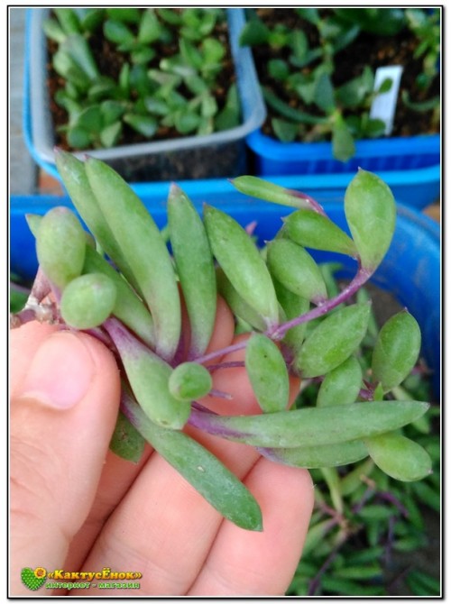 Черенок Оттона мясистая (othonna capensis 'ruby necklace')