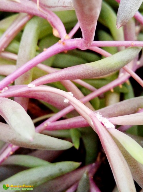 Черенок Оттона мясистая (othonna capensis 'ruby necklace')