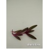 Черенок Оттона мясистая (othonna capensis 'ruby necklace')
