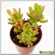 2 листовых черенка Очиток Джойс Таллоч (Sedum cv. Joyce Tulloch)